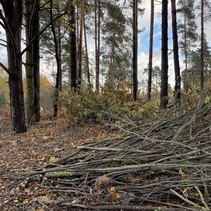 Apauguma zāģēšana.